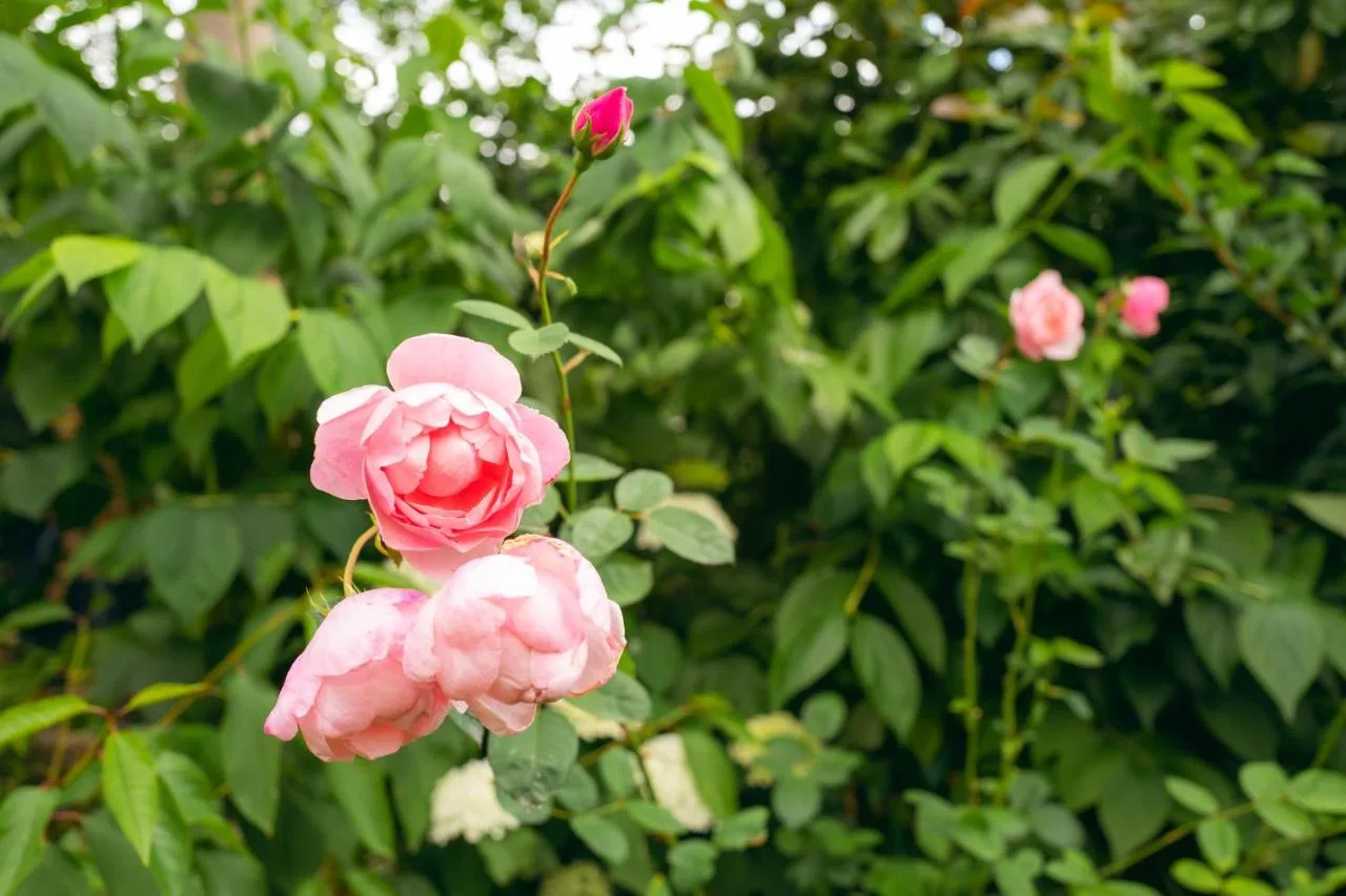 a group of pink roses growing in a garden at Grosvenor Villa in Bath